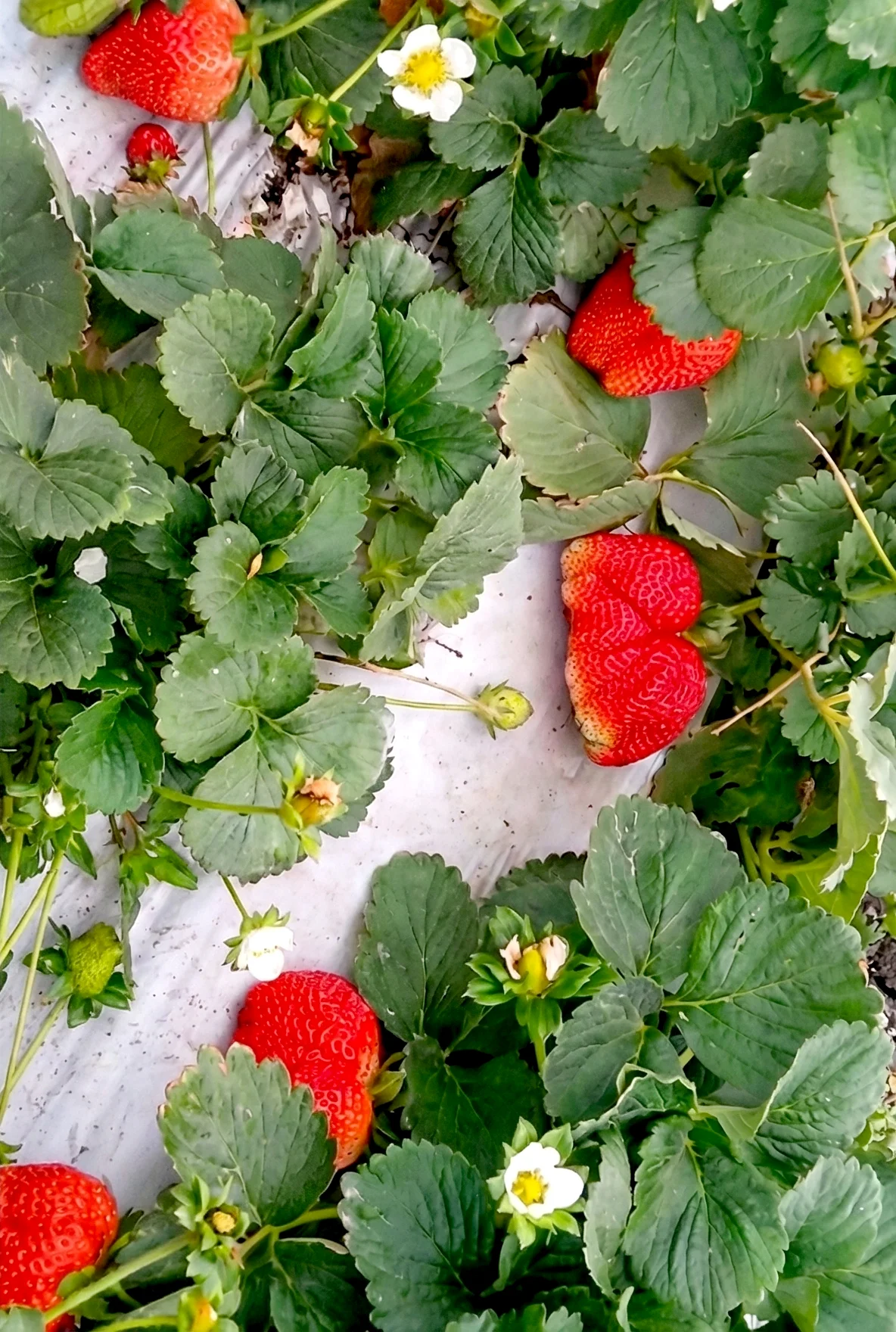 Revisión física del producto