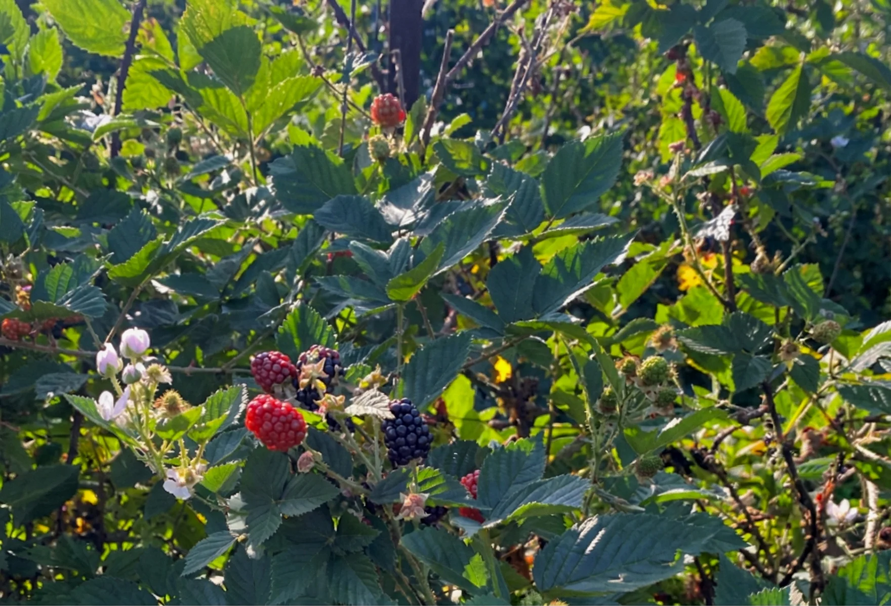 Control de calidad con App